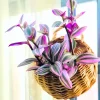 Purple Tradescantia Zebrina Live Plant – Wandering Jew Succulent – 4 Inch Pot – Indoor/Outdoor - Image 1
