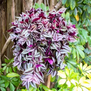 Purple Tradescantia Zebrina Live Plant – Wandering Jew Succulent – 4 Inch Pot – Indoor/Outdoor - Image 2