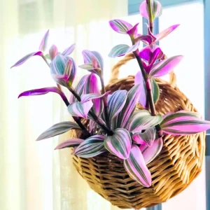 Purple Tradescantia Zebrina Live Plant – Wandering Jew Succulent – 4 Inch Pot – Indoor/Outdoor - Image 1