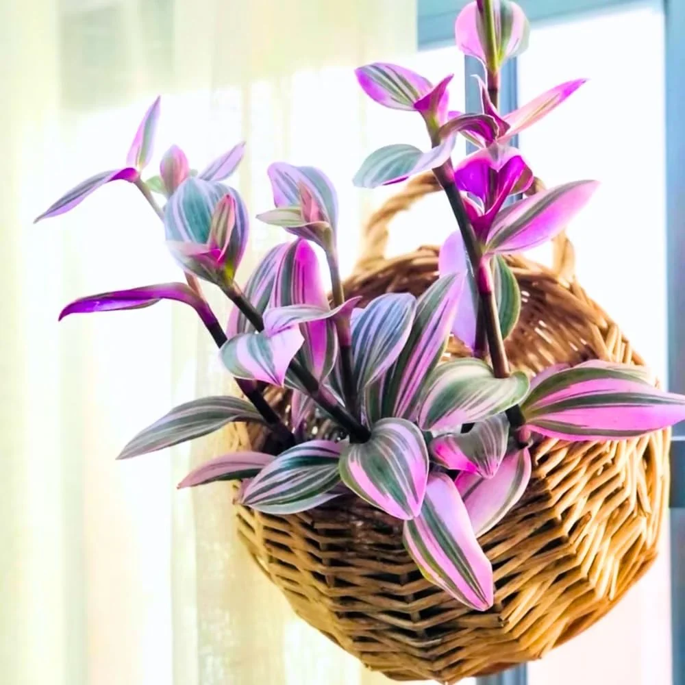 Purple Tradescantia Zebrina Live Plant – Wandering Jew Succulent – 4 Inch Pot – Indoor/Outdoor - Image 1