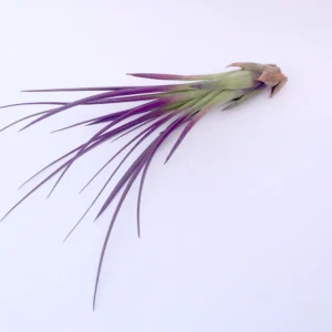 Purple Tricolor Air Plant Live - Tillandsia for Indoor Decor - 4-6 inches - Image 2