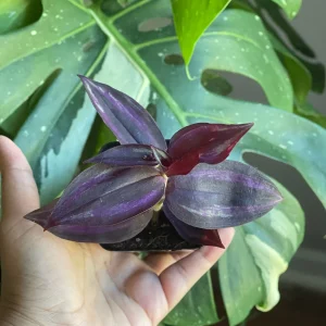 Purple Wandering Jew Live Plant – 2 inch Pot – Easy Care Indoor Houseplant - Image 3