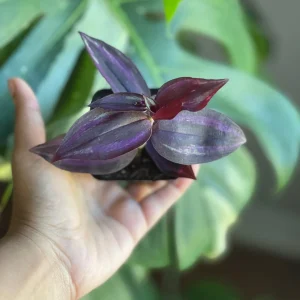 Purple Wandering Jew Live Plant – 2 inch Pot – Easy Care Indoor Houseplant - Image 4