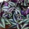 Purple Wandering Jew Live Plant - 4 Inch Pot - Tradescantia Zebrina Indoor Houseplant - Image 1