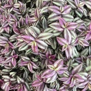 Purple Wandering Jew Live Plant - 4 Inch Pot - Tradescantia Zebrina Indoor Houseplant - Image 4