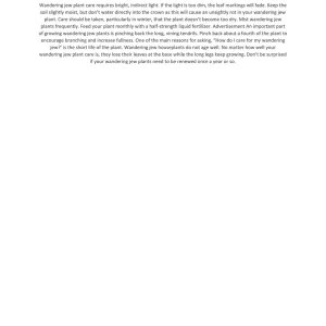 Purple Wandering Jew Live Plant - 4 Inch Pot - Tradescantia Zebrina Indoor Houseplant - Image 6