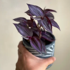 Purple Wandering Jew Live Plant - Easy Care Houseplant - Indoor/Outdoor - Image 2