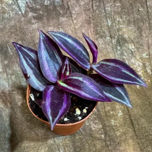 Purple Wandering Jew Live Plant - Tradescantia Zebrina - 2 inch Pot - Indoor Air Purifying Houseplant - Image 4