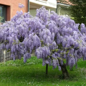 Purple Wisteria Vine Live Plant – 2.5