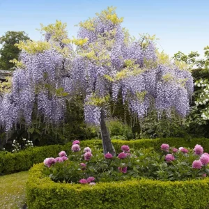 Purple Wisteria Vine Live Plant – 2.5" Pot (6-12" Tall) – Hardy Climber - Image 2