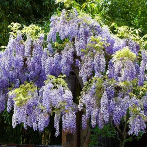 Purple Wisteria Vine Live Plant – 2.5