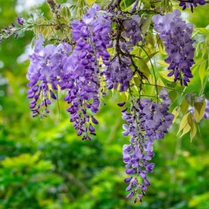 Purple Wisteria Vine Live Plant – 2.5