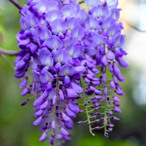 Purple Wisteria Vine Live Plant – 2.5