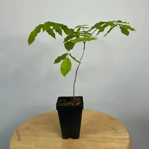 Purple Wisteria Vine Live Plant – 2.5