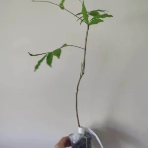 Purple Wisteria Vine Live Plant – 2.5