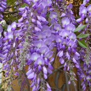Purple Wisteria Vine Live Plant – 2.5