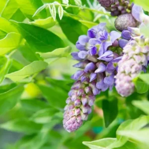 Purple Wisteria Vine Live Plant – 2.5