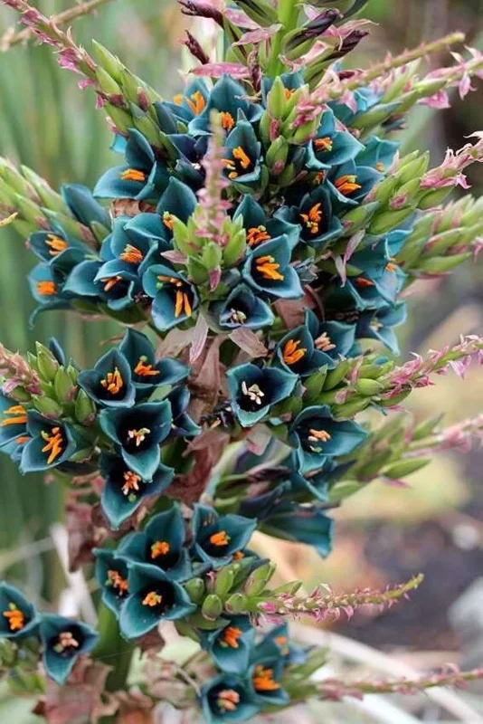 Puya Alpestris Sapphire Tower Seeds - 10 Pack Exotic Perennial Cactus Seeds Indoor/Outdoor - Image 2