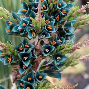 Puya Alpestris Sapphire Tower Seeds - 10 Pack Exotic Perennial Cactus Seeds Indoor/Outdoor - Image 4