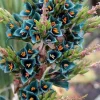 Puya Alpestris Sapphire Tower Seeds - 10 Pack Exotic Perennial Cactus Seeds Indoor/Outdoor - Image 1