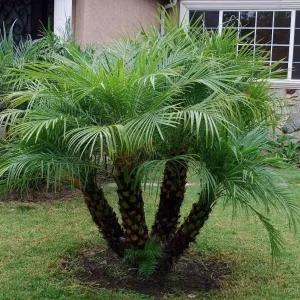 Pygmy Date Palm Seeds - Phoenix Roebelenii - 1000+ Fresh Seeds - Image 3