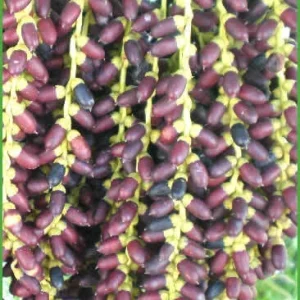 Pygmy Date Palm Seeds - Phoenix Roebelenii - 1000+ Fresh Seeds - Image 5