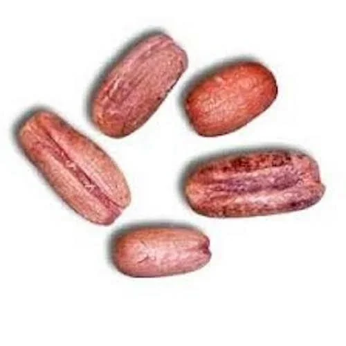 Pygmy Date Palm Seeds - Phoenix Roebelenii Fresh Seeds - Perennial Palm - Image 6