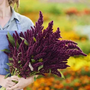 Pygmy Torch Amaranthus caudatus Flower Seeds - Compact Red - 500+ Seeds - Image 2
