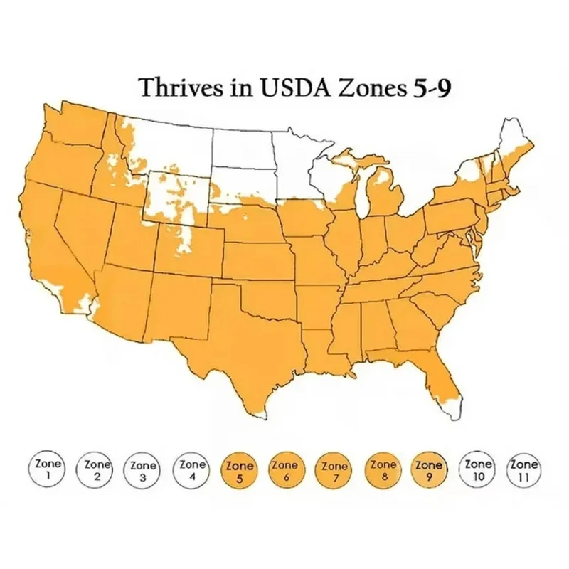 Pygmy Torch Amaranthus caudatus Flower Seeds - Compact Red - 500+ Seeds - Image 8