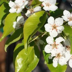 Pyrus Kawakamii Live Plant - 2-3 Ft Tall Ornamental Pear Tree in 3 Gallon Pot - Image 1