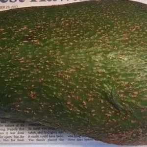 Queen Avocado Tree – Grafted Live Plant – 1 Foot Tall – Outdoor Fruit Tree - Image 1