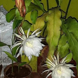 Queen of the Night Live Plant – Epiphyllum oxypetalum – 4 Inch Pot - Image 3