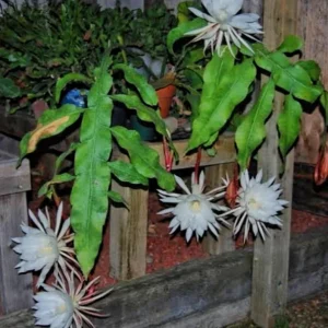 Queen of the Night Live Plant – Epiphyllum oxypetalum – 4 Inch Pot - Image 4