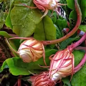 Queen of the Night Live Plant – Half Gallon Pot – Epiphyllum oxypetalum - Image 2