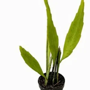 Queen of the Night Live Plant – Half Gallon Pot – Epiphyllum oxypetalum - Image 3