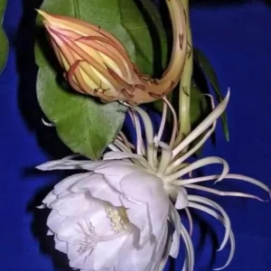 Queen of the Night Live Plant – Half Gallon Pot – Epiphyllum oxypetalum - Image 1