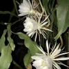 Queen of the Night Orchid Cactus Live Plant - Brahma Kamal - 4 inch Pot - Image 1
