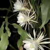 Queen of the Night Orchid Cactus Live Plant - Brahma Kamal - Bloom Ready 4 inch Pot - Image 1