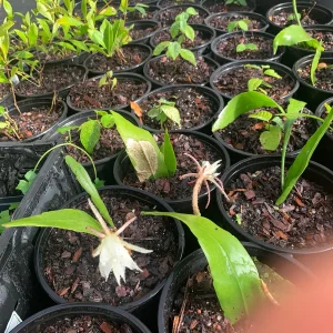 Queen of the Night Orchid Cactus Live Plant - Brahma Kamal - Bloom Ready 4 inch Pot - Image 2