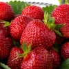 Quinault Everbearing Strawberry Bare Root Plants - Great for Baskets & Containers - USDA Zones 4-9 - Image 1