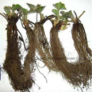 Quinault Everbearing Strawberry Bare Root Plants - Great for Baskets & Containers - USDA Zones 4-9 - Image 2