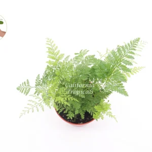 Rabbit's Foot Fern Live Plant – 4 inch Pot – Indoor Foliage Plant - Image 2