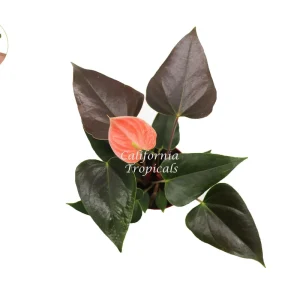 Rainbow Anthurium Live Plant – 4 inch Potted Houseplant – Indoor Tropical - Image 2