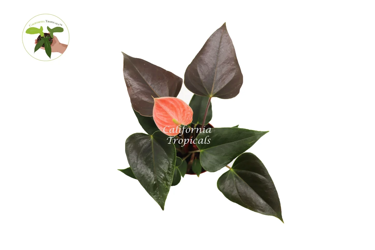 Rainbow Anthurium Live Plant – 4 inch Potted Houseplant – Indoor Tropical - Image 2