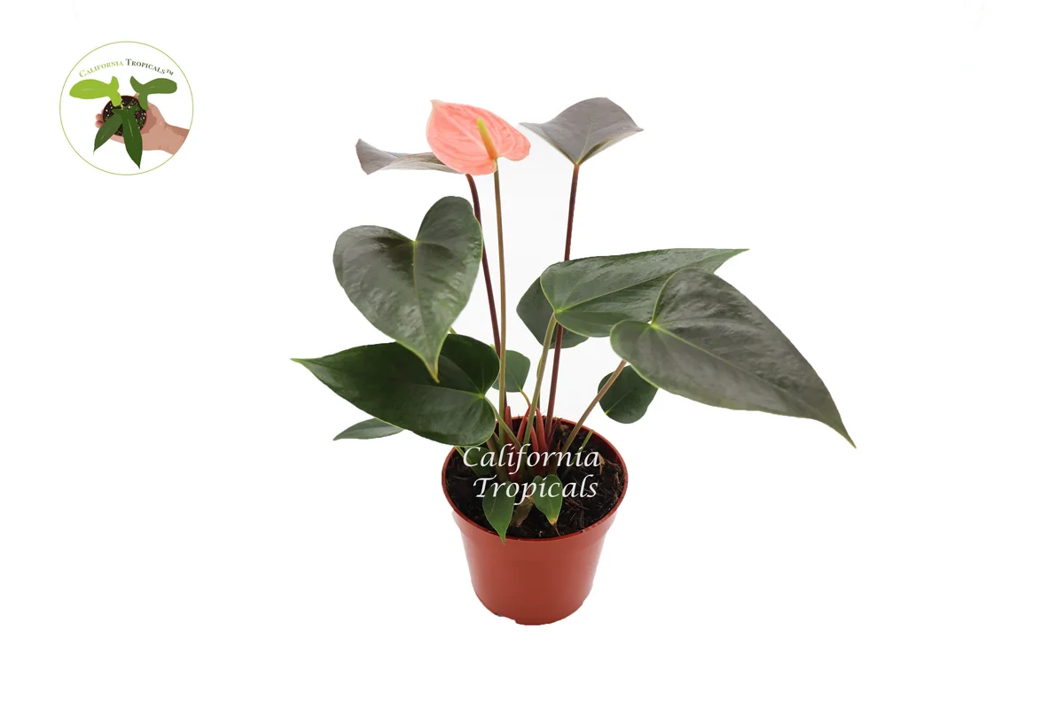 Rainbow Anthurium Live Plant – 4 inch Potted Houseplant – Indoor Tropical - Image 1