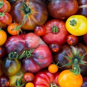 Rainbow Beefsteak Tomato Seeds - Heirloom, Non-GMO Vegetable Seeds for Garden - Image 2