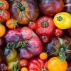 Rainbow Beefsteak Tomato Seeds - Heirloom, Non-GMO Vegetable Seeds for Garden - Image 1
