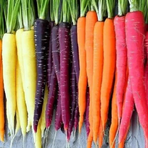 Rainbow Blend Carrot Seeds - Heirloom, Non-GMO Vegetable Garden Seeds Indoor/Outdoor - Image 2