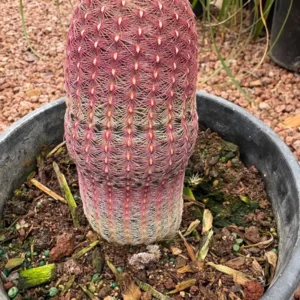 Rainbow Cactus Live Plant – 5 inch Tall – Bare Root Succulent – Indoor/Outdoor - Image 2