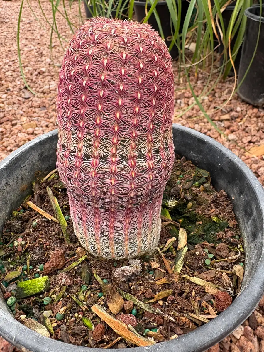 Rainbow Cactus Live Plant – 5 inch Tall – Bare Root Succulent – Indoor/Outdoor - Image 2